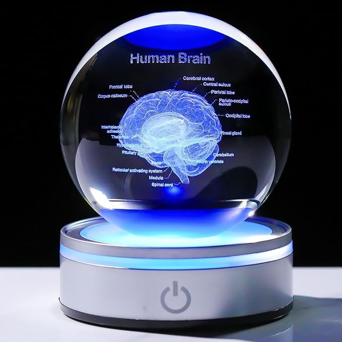3D Human Brain Light-Up Crystal Ball Laser Etched 4-Color Anatomical Display