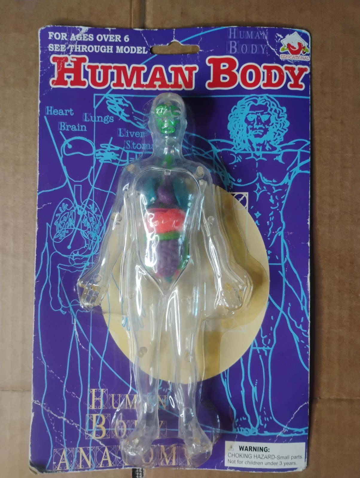 Human Body Anatomy Figure See Thru Model