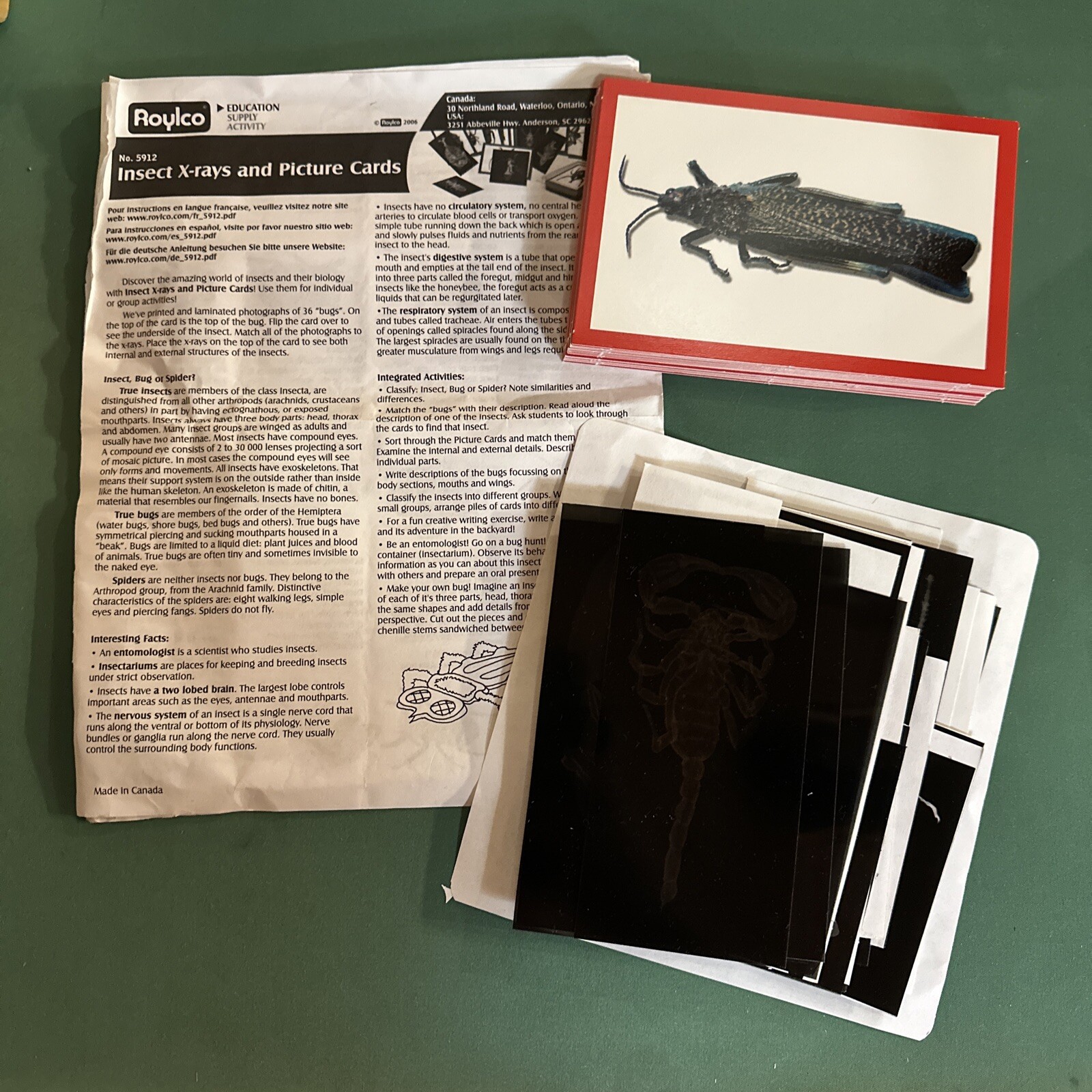 Roylco Insect X-Ray and Picture Cards – 36 Pieces