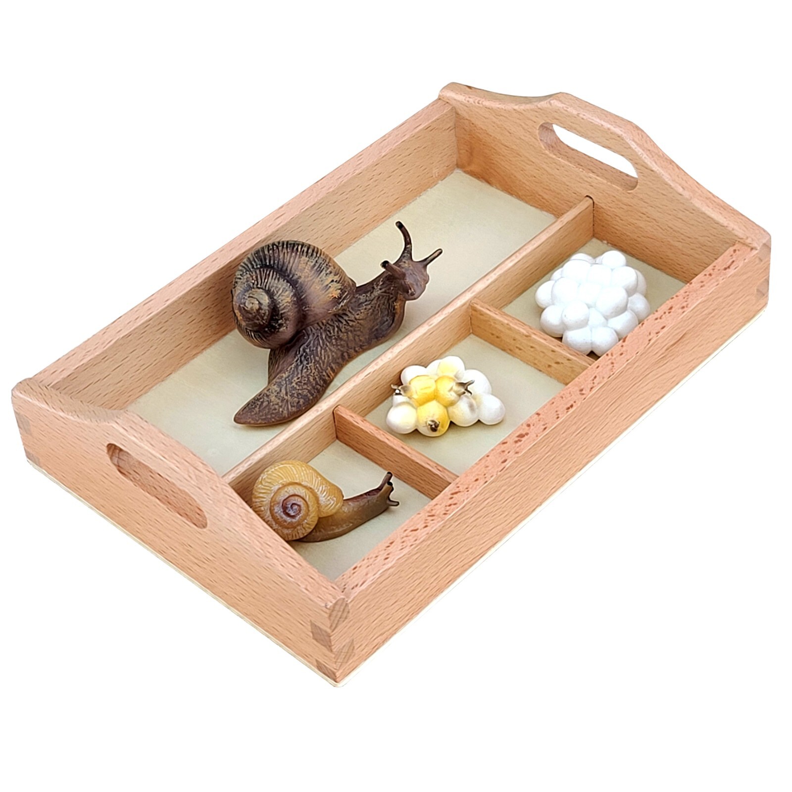 Models of Snail Life Cycle with Sorting Tray – MONTESSORI BIOLOGY