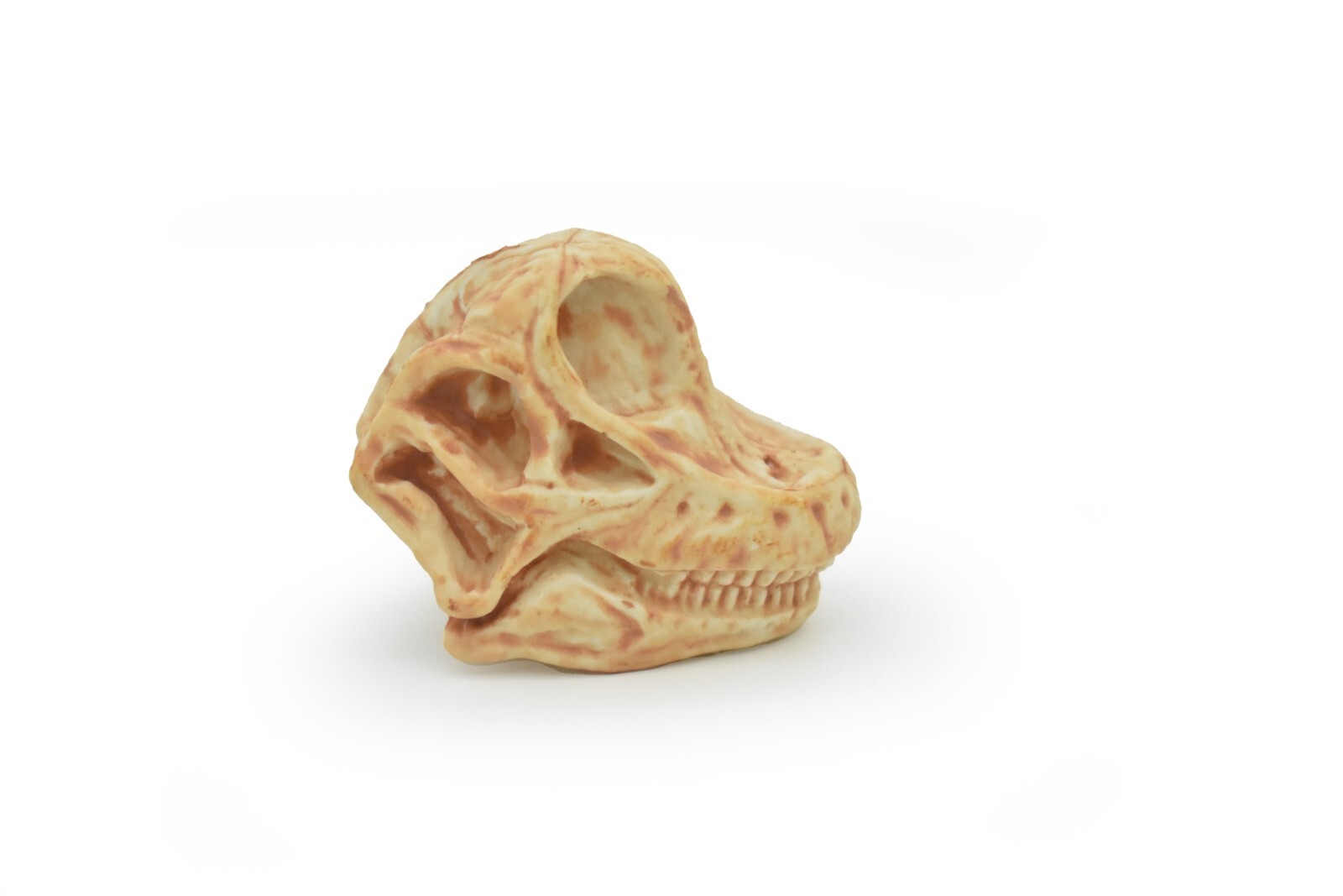 Brachiosaurus, Dinosaur Skull Fossil, Education, Realistic Rubber Toy Model 1.5″