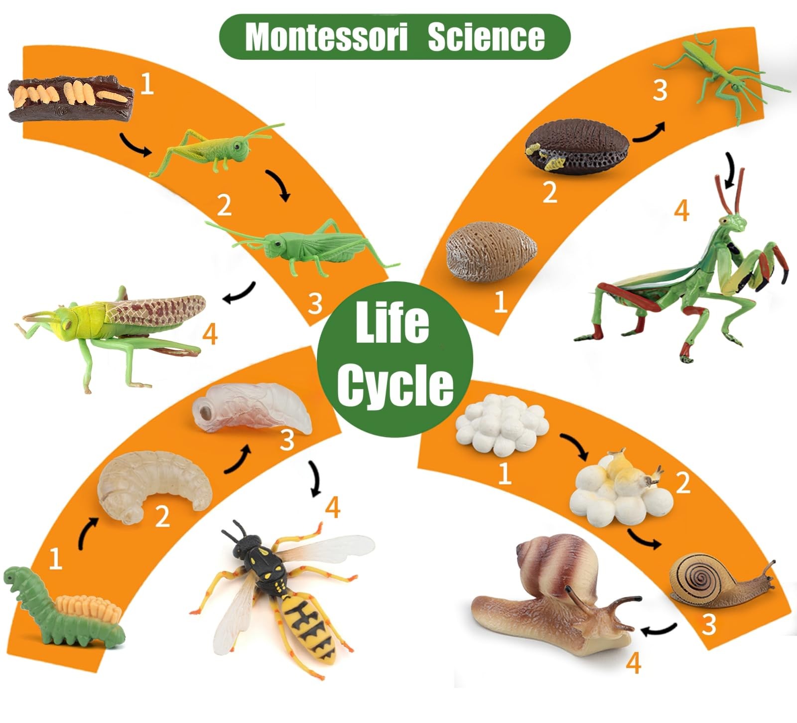 Montessori Life Cycle Animal Insect Figurines Learning & Education Toys, Plas…