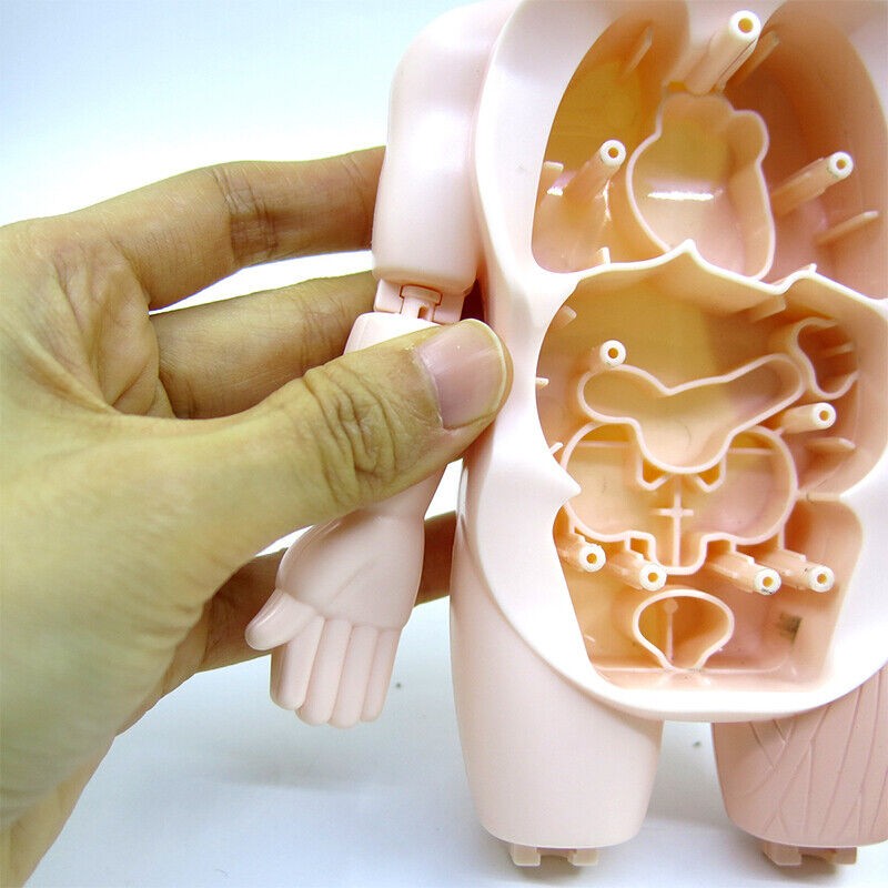 3D DIY Puzzle Human Body Anatomy Model Learning Organ Assembled Toy Body Organ a