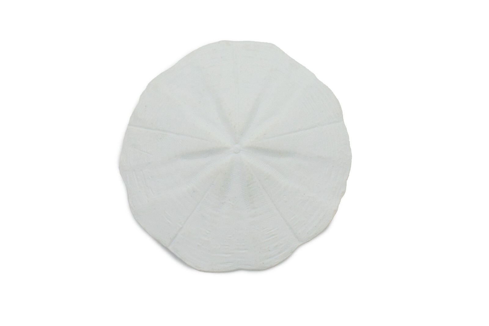 Sand Dollar, Sea Cookies, Flat Sea Urchins Shell, Ocean, Toy, 1 3/4″ F4110 B96