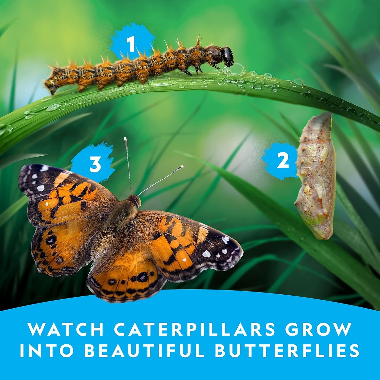 Create a Real Butterfly Habitat – National Geographic Kit with 5 Caterpillars