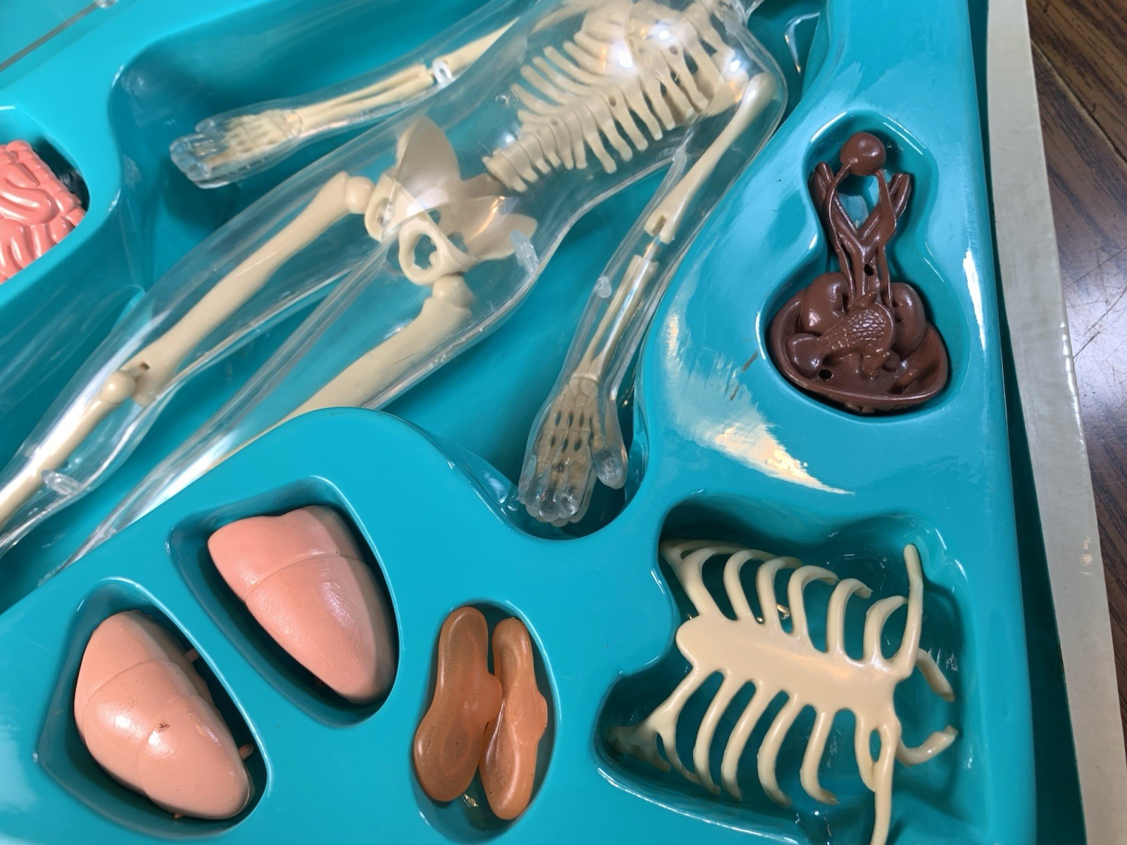 The Human Body Science Action Book, Skeleton Organs Educational Model Toy Info