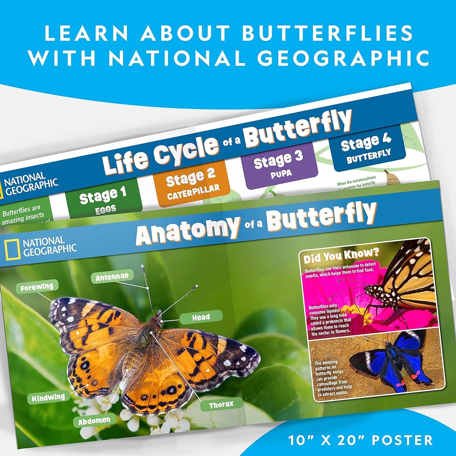 Create a Real Butterfly Habitat – National Geographic Kit with 5 Caterpillars
