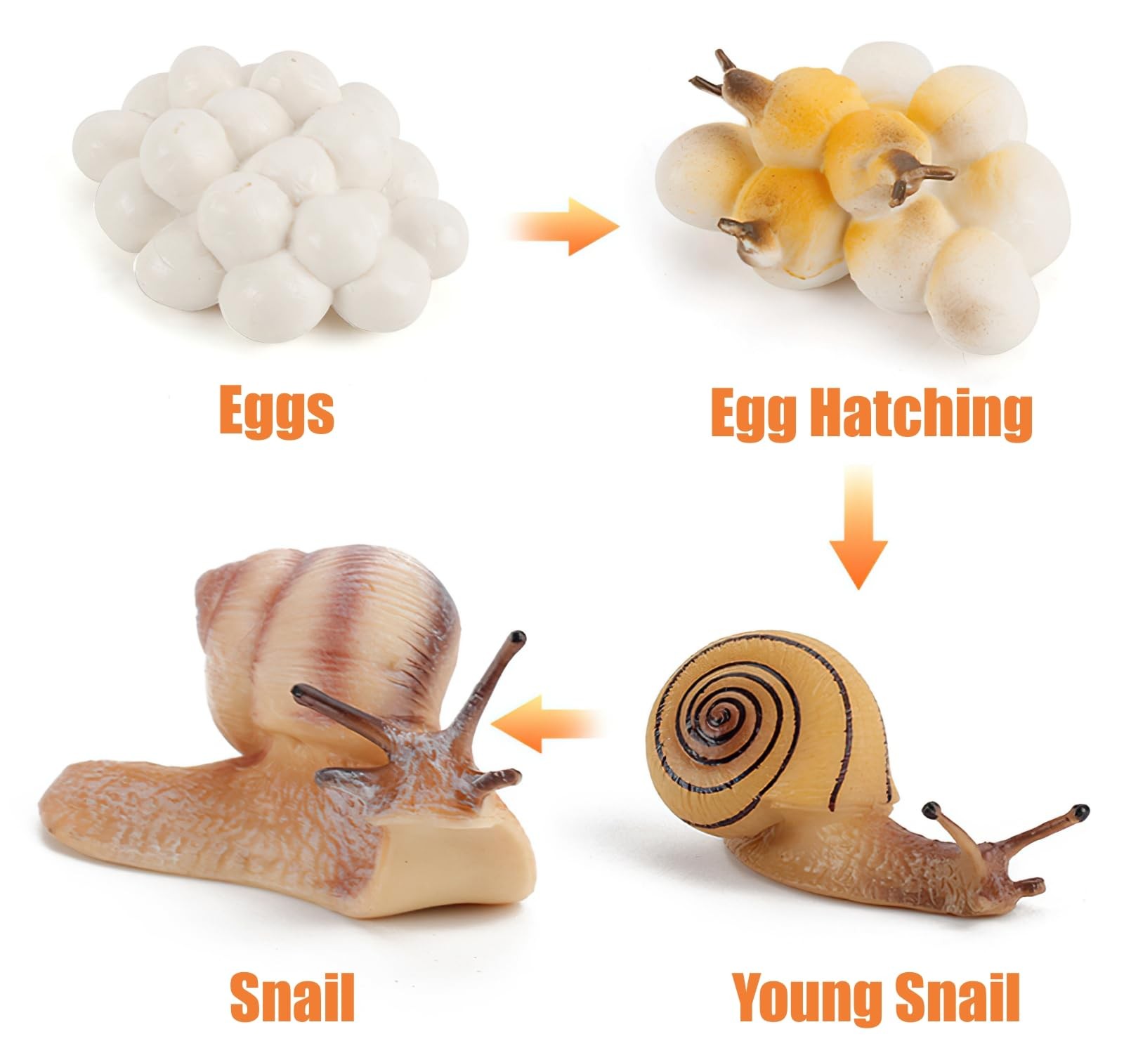 Montessori Life Cycle Animal Insect Figurines Learning & Education Toys, Plas…