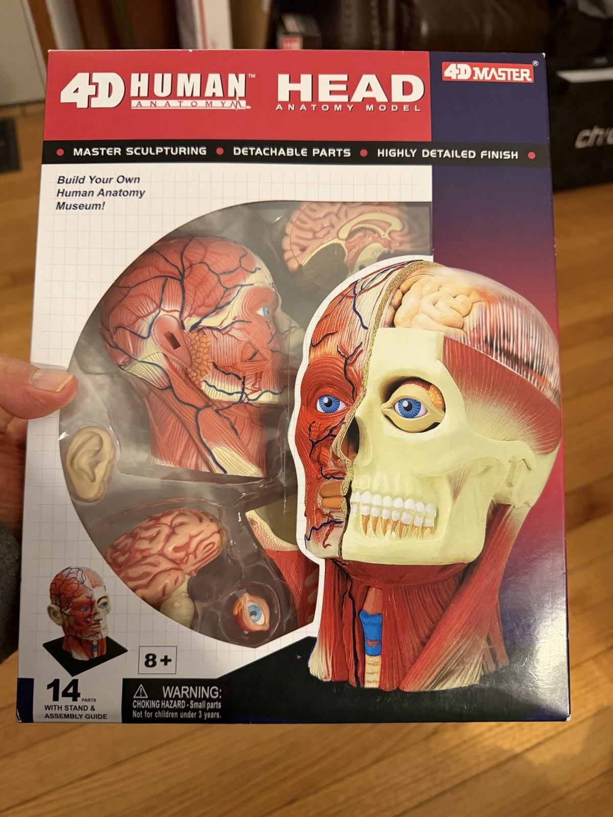 4D Human Anatomy: Head Anatomy Model 14 Parts & Assembly Guide