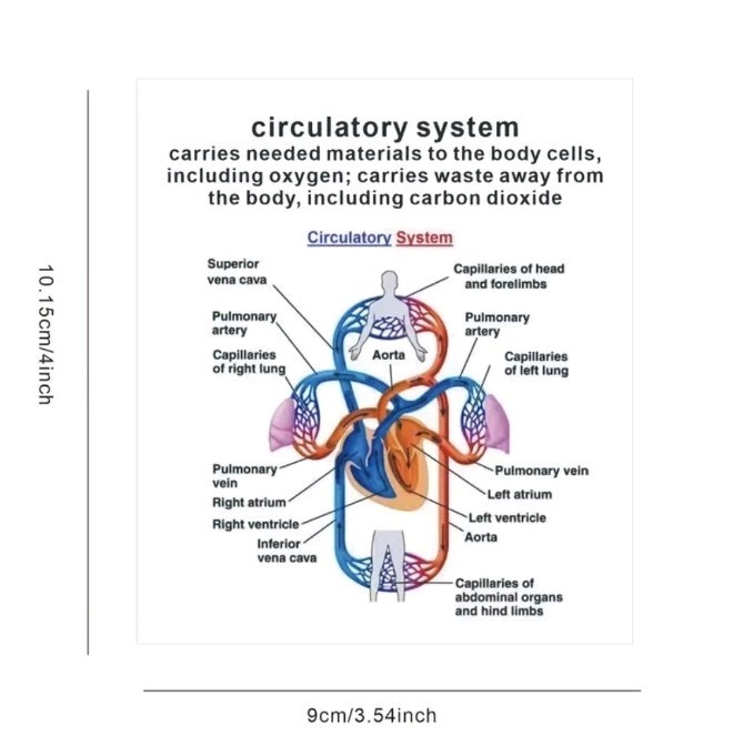 Human Body Systems Pocket Sized Flashcards Medical Nursing Students 20+ Cards