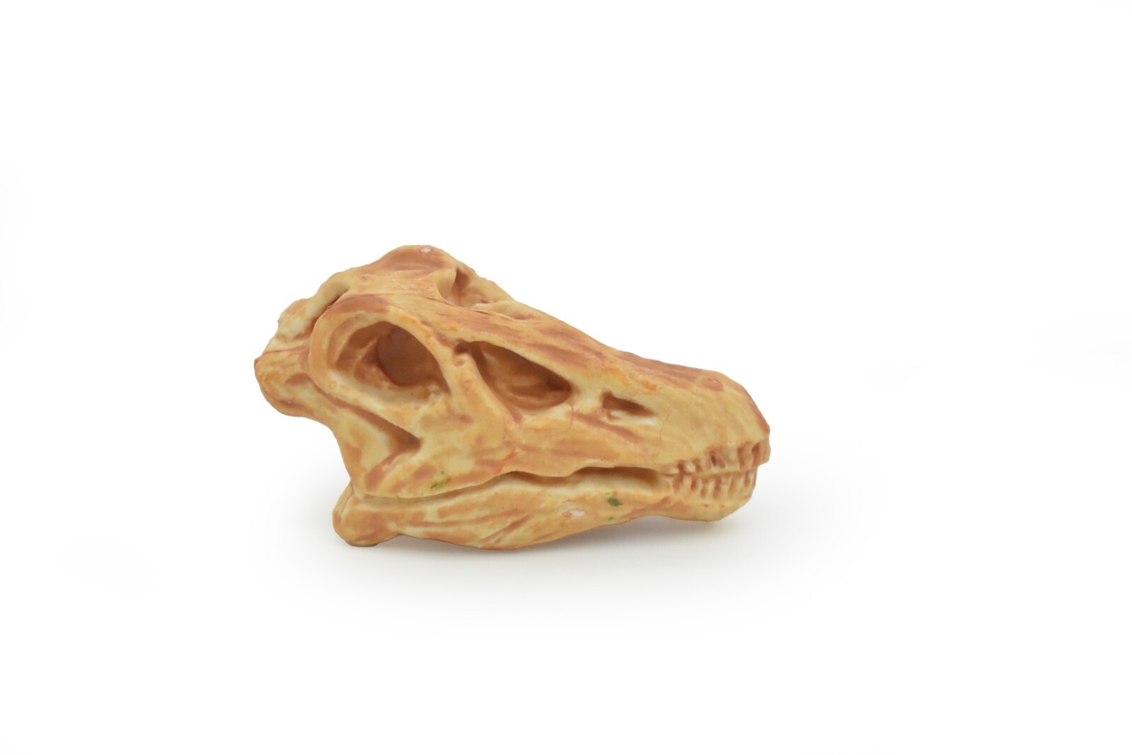 Diplodocus, Dinosaur Skull Fossil, Educational, Realistic Rubber Toy Model 1.5″