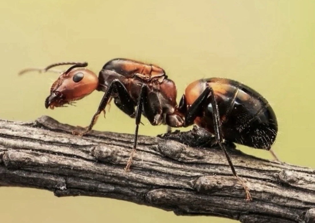 Camponotus Nicobarensis 5-9w Garden Desktop Queen Polygynous Ant Figurines Set