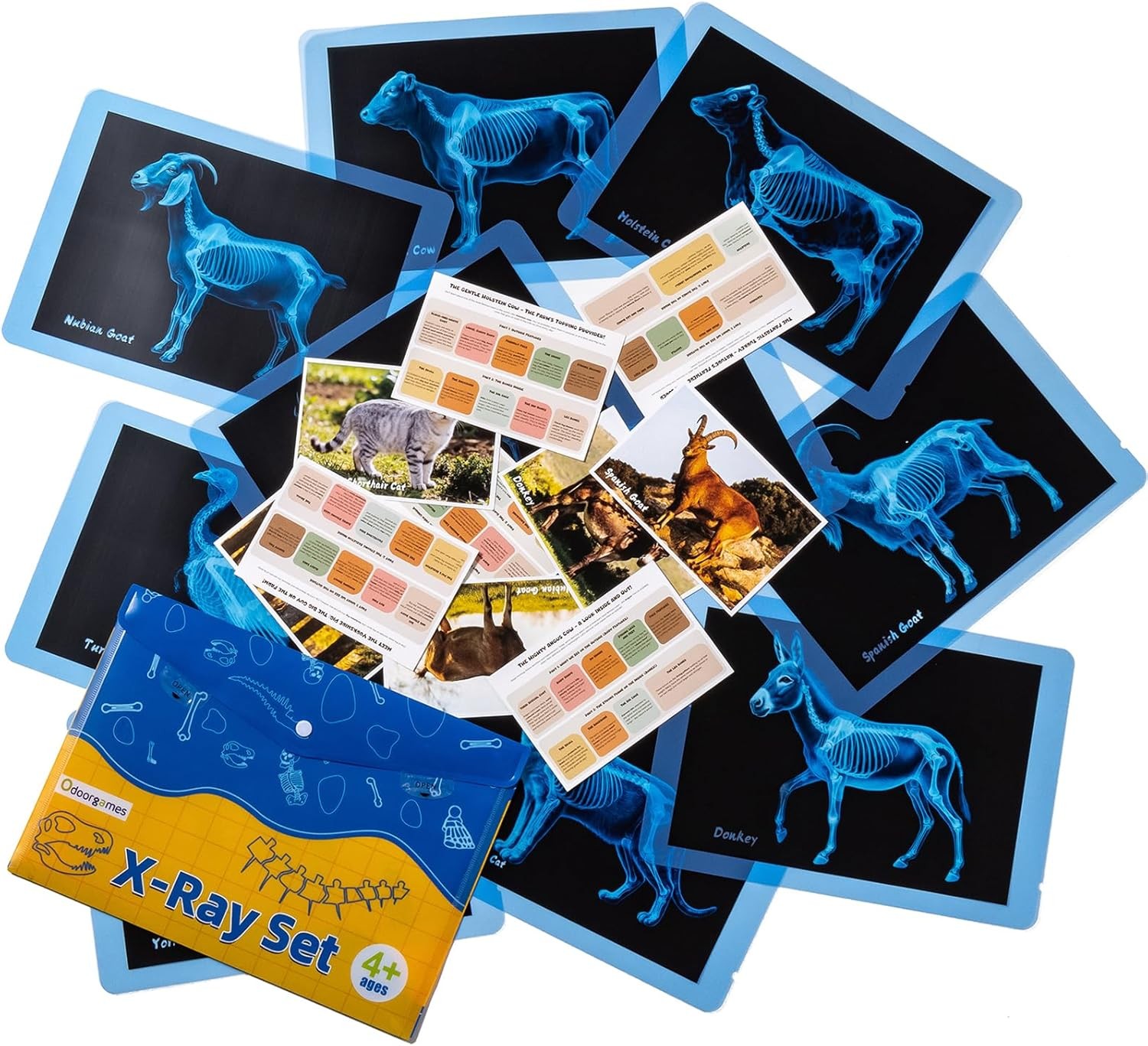 Pet Series Animal Xrays for Kids – Pet X-Rays Set, Light Table Manipulatives,…