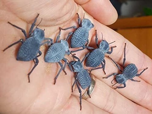 Blue Death Feigning Beatlee (Group of 10!) BDFB plus 2 smooth & 2 rough DFB!