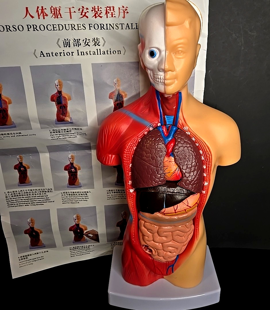 Human Body Torso Anatomy Model Teaching Removable Organs Brain Heart Educational