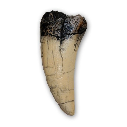 Tyrannosaurus Rex Tooth Replica 5.5 inch T-Rex Fossil Cast Dinosaur Model