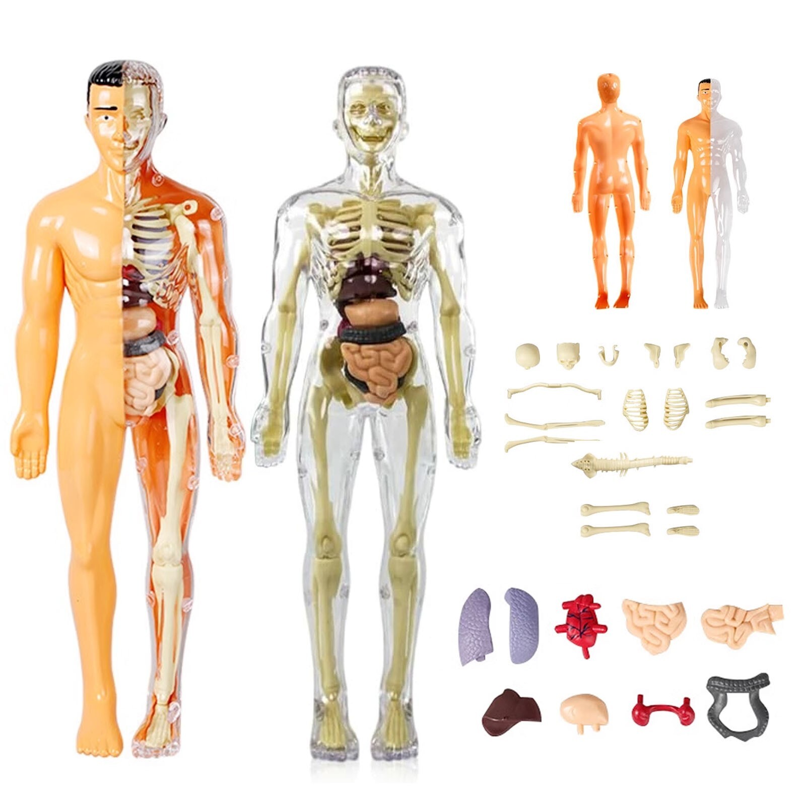 3D Human Body Anatomy Model DIY Skeleton Toy Removable Parts for Kid Aldult