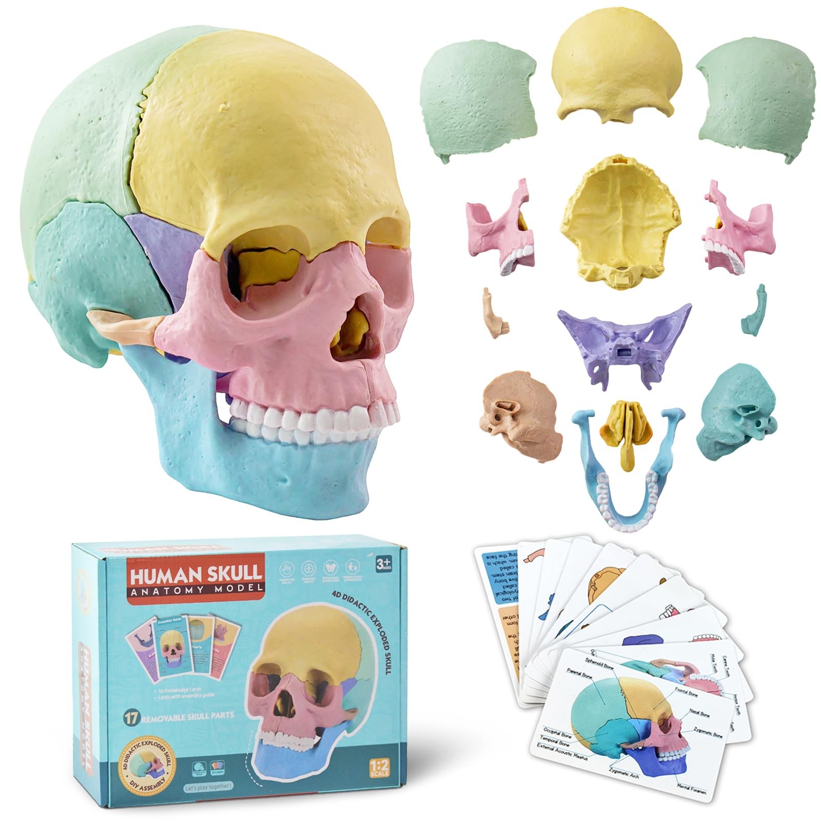 Human Anatomy Skull Model 17 Parts,Detachable Palm Sized Mini Human Medical S…