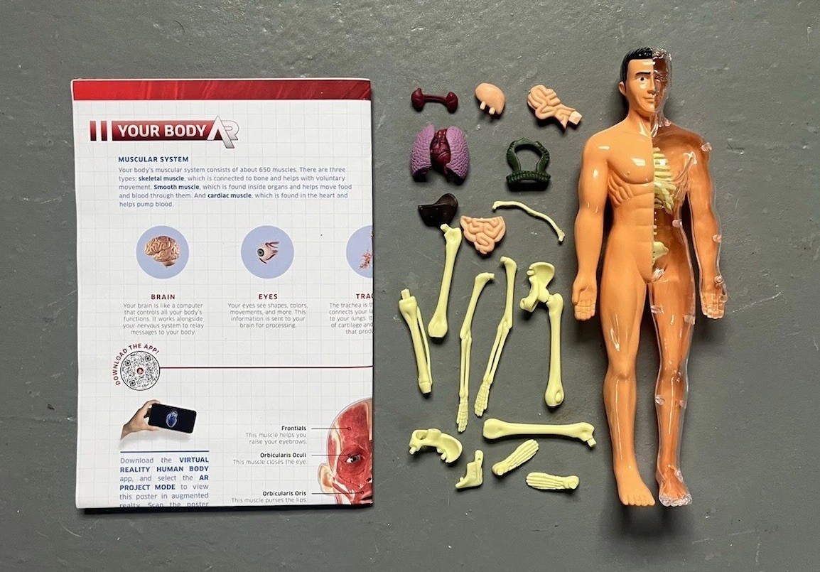 3D Human Body Anatomy Model DIY Skeleton Toy Removable Parts for Kid Aldult