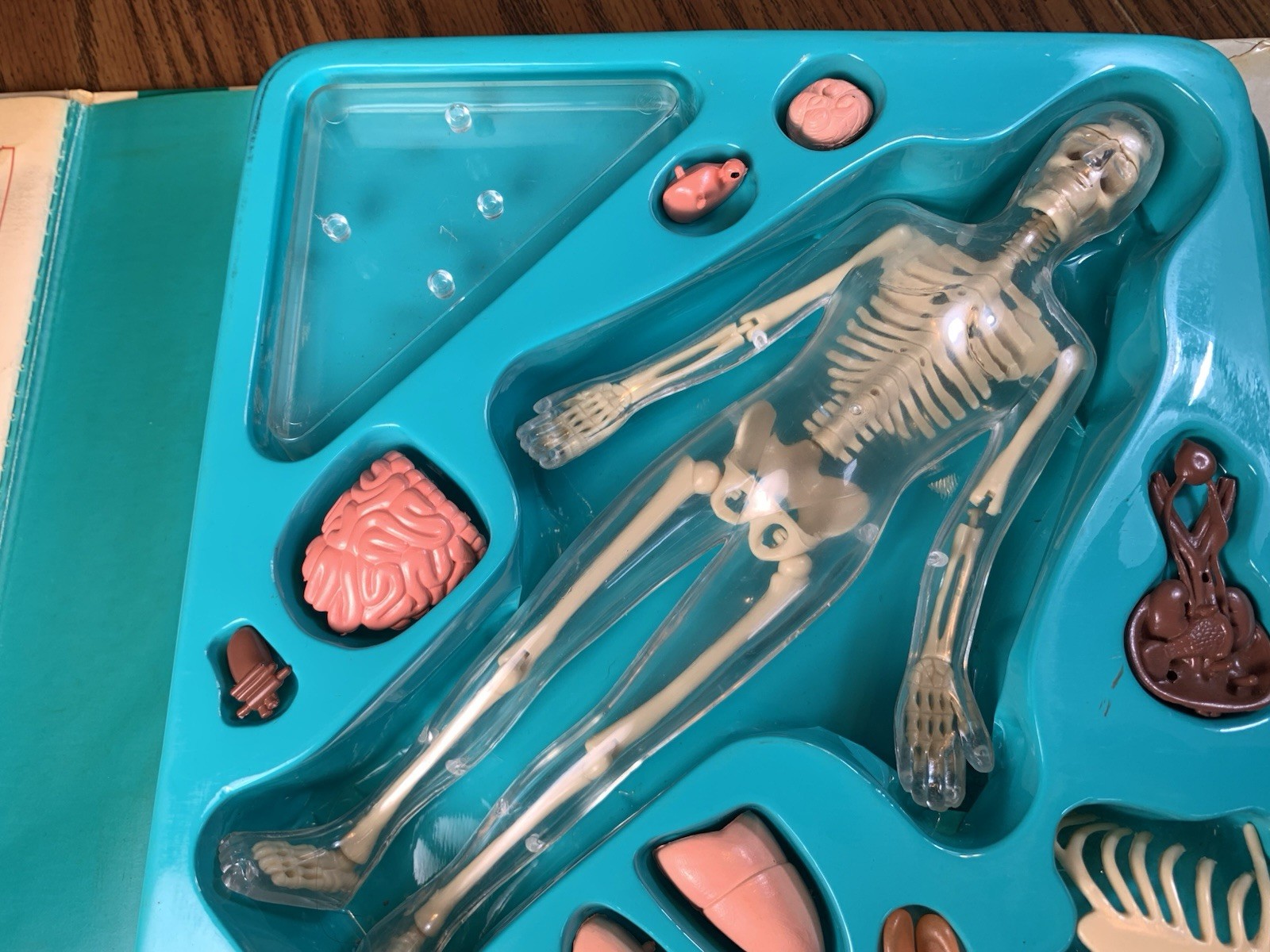 The Human Body Science Action Book, Skeleton Organs Educational Model Toy Info