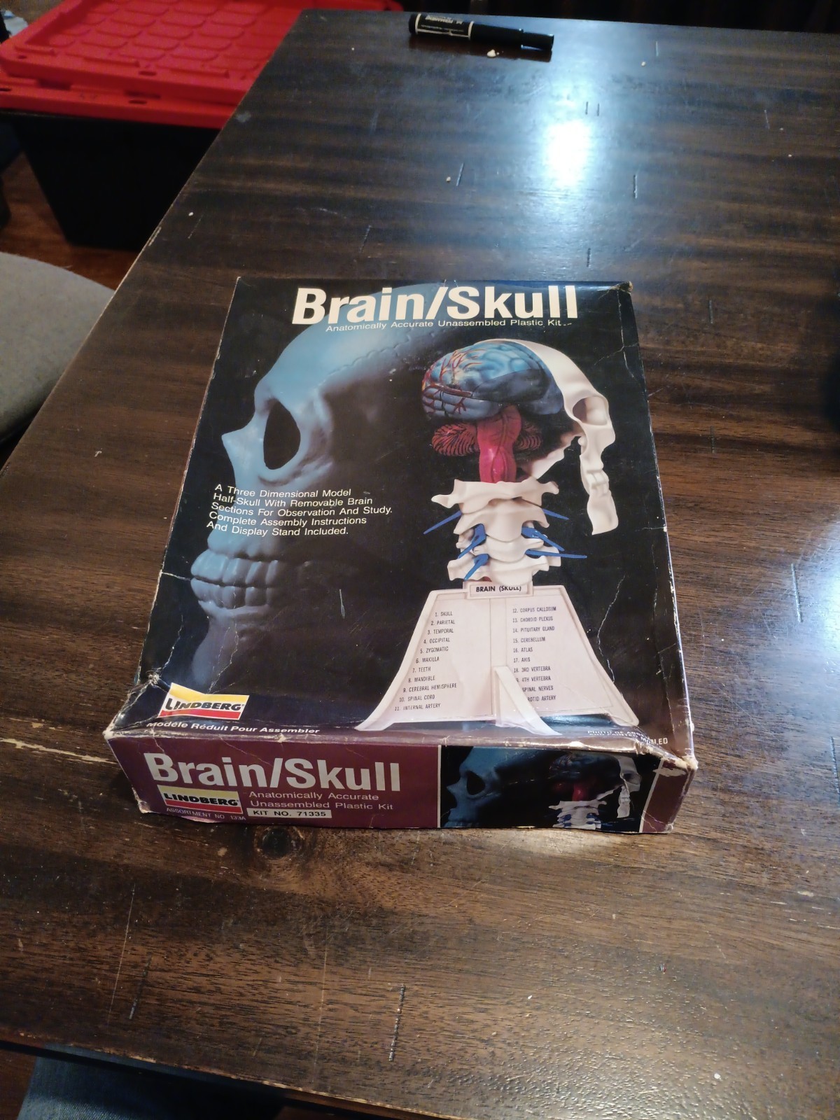 Lindberg Half Skull With Removable Brain Sections Anatomy Model Kit Unbuilt