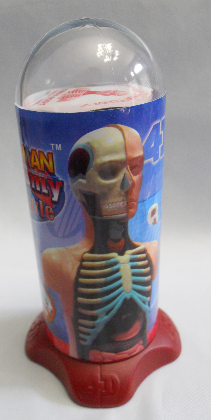 Human Body 4D HEAD & TORSO Skeleton Organ Anatomy Model Biology STEM Science Toy