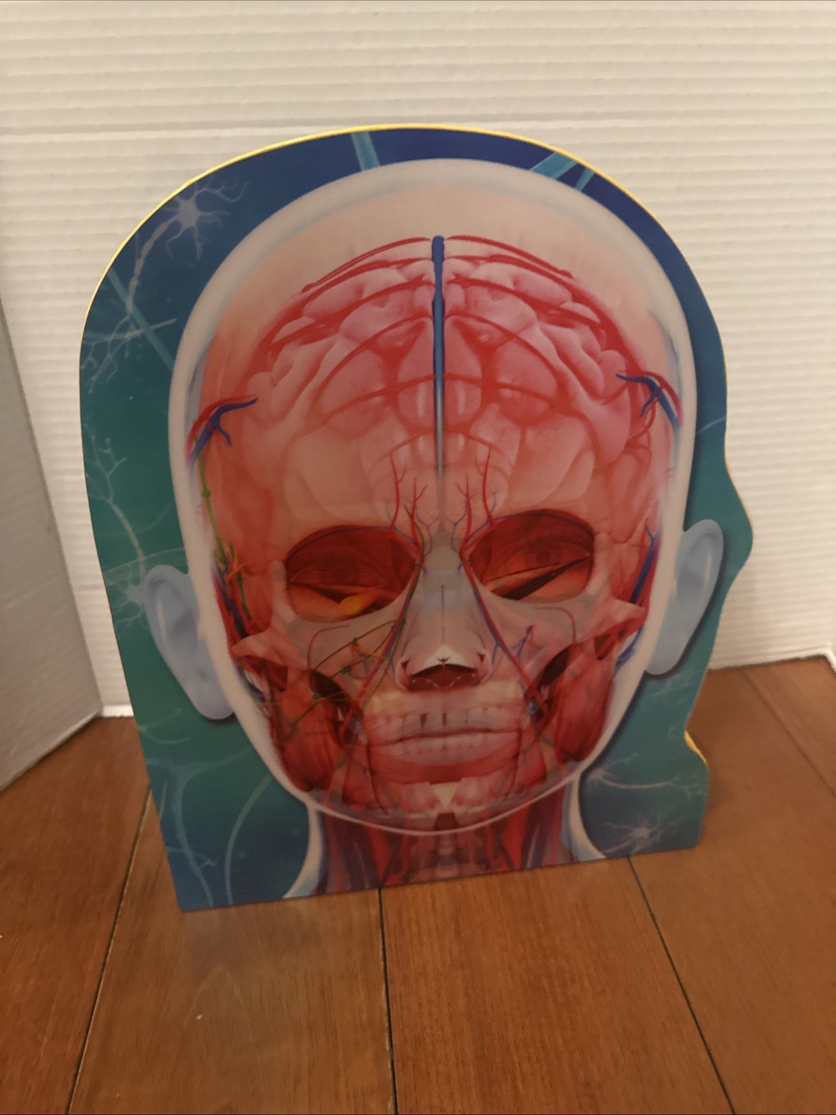 2021 Learning Adventures The Human Body 12” Skeleton, book, stickers, Poster