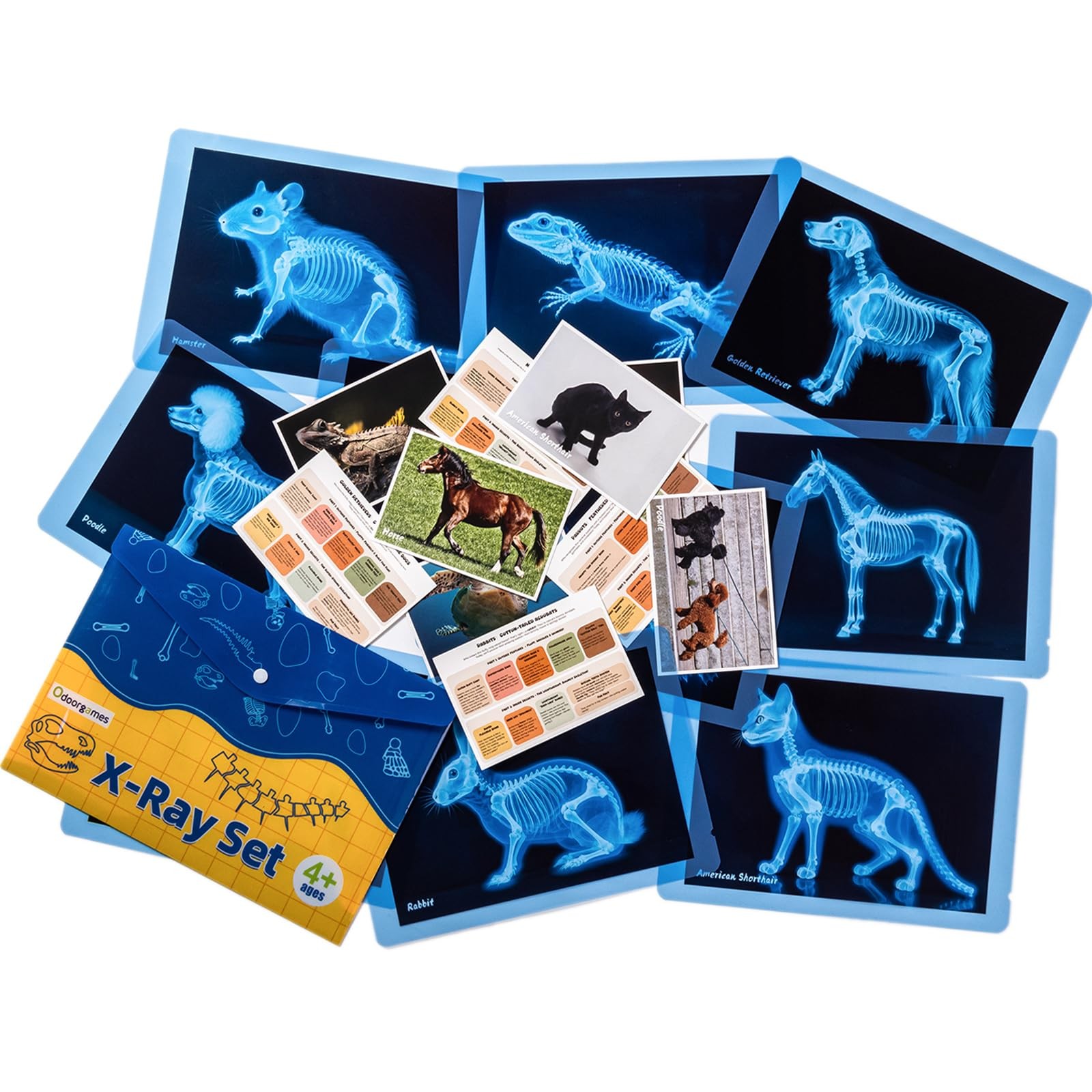 Pet Series Animal Xrays for Kids – Pet X-Rays Set, Light Table Manipulatives,…