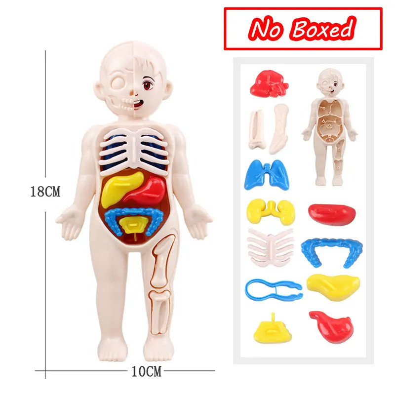 3D Human Body Torso Model Educational Assembly Learning DIY Early Learning