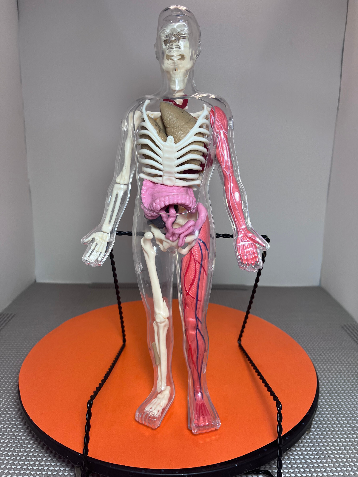 Human Body model halloween science class teaching aid 12.5 inch