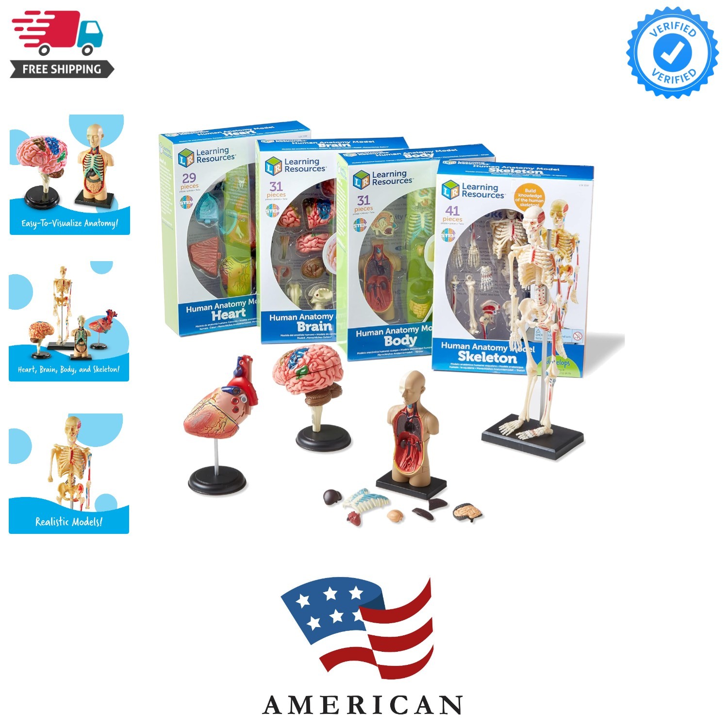 Anatomy Models Bundle Set – Skeleton and Physiology, Human Body Model , Scien…