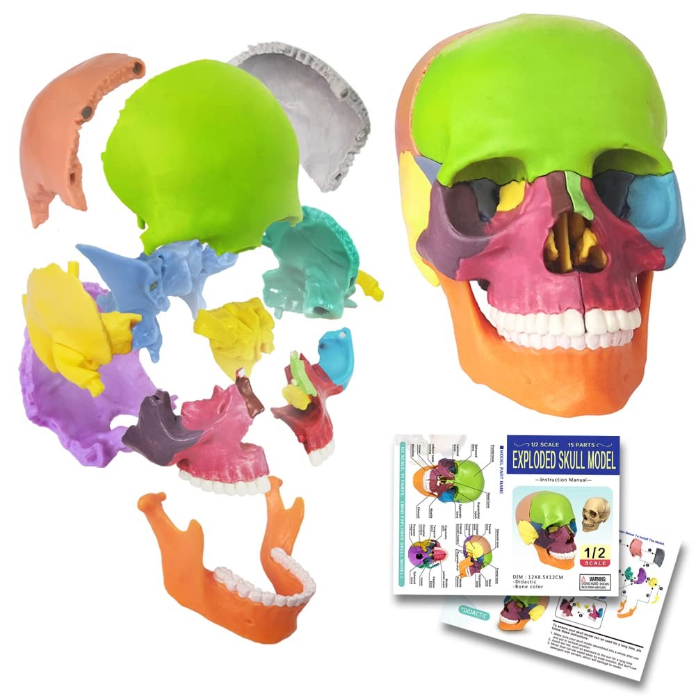 Mini Human Skull Model, Didactic 15 Parts Palm-Sized Anatomy Skull Model, Exp…