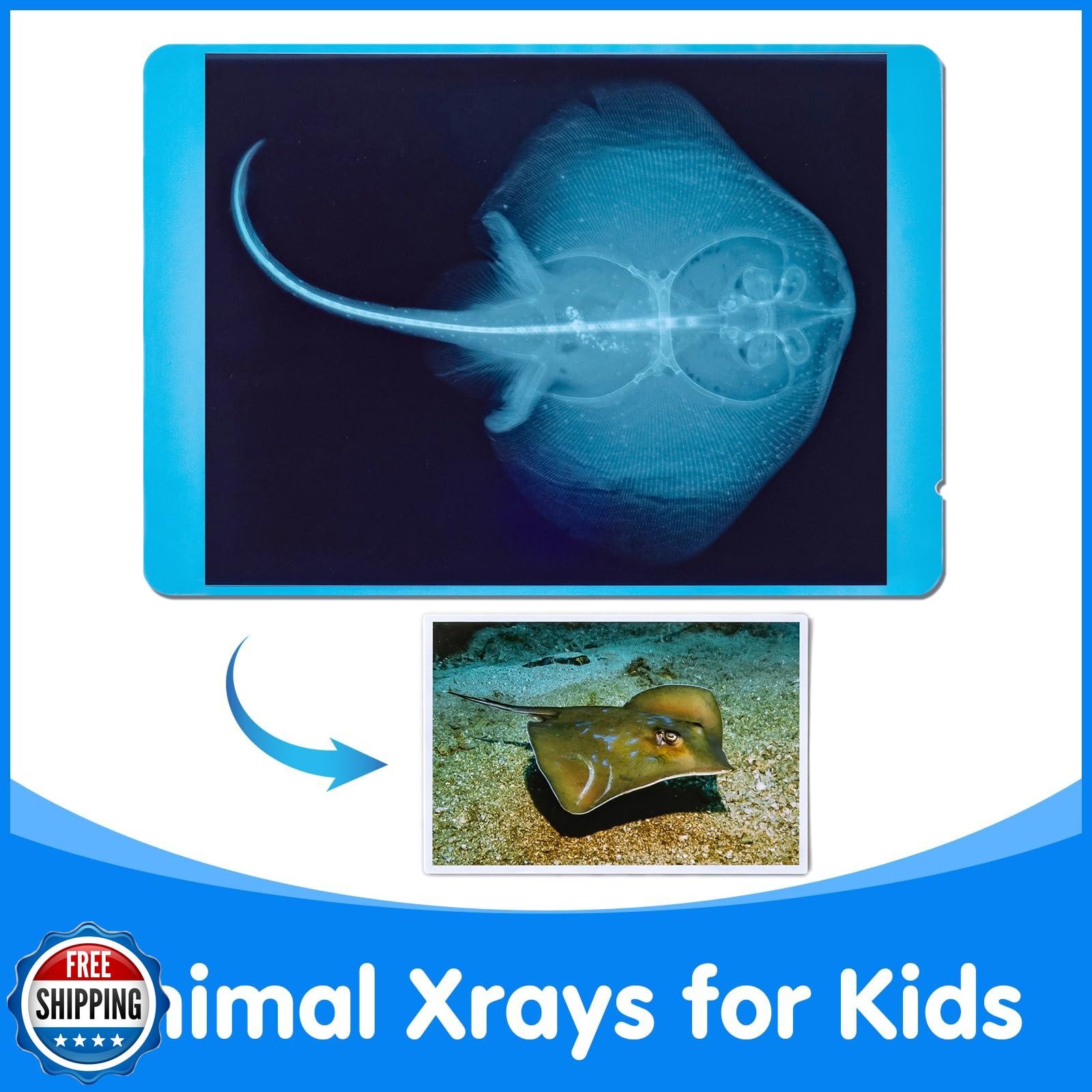 Odoorgames 20 Pcs Animal Xrays and Picture Cards – Educational Sc