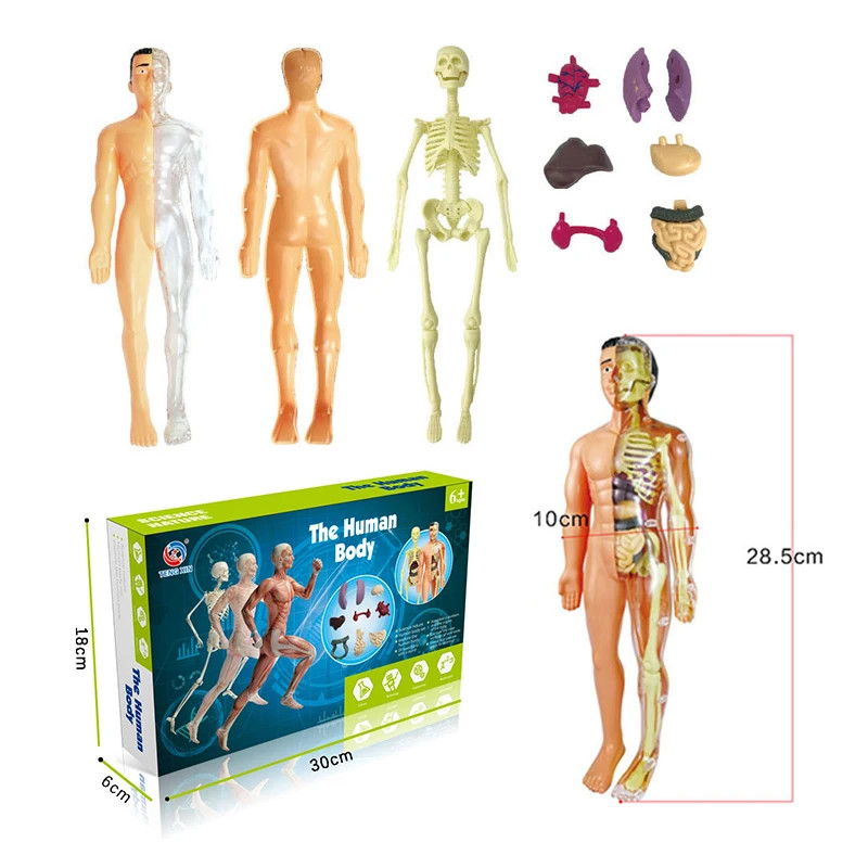 3D Human Body Torso Model Educational Assembly Learning Toys Human Body Organ