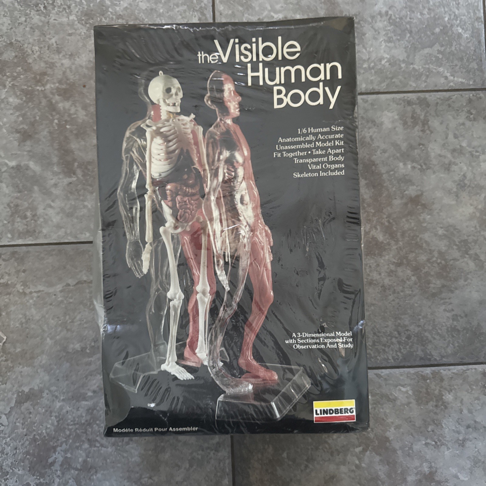 Vintage 1991 Lindberg The Visable Human Body Kit No. 1302. SEALED