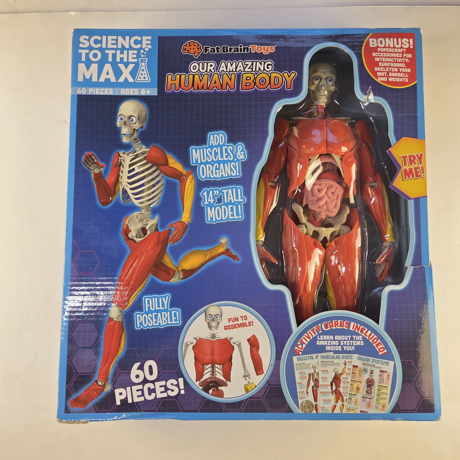 Our Amazing Human Body Learning Tool With Skeleton Muscles & Organs