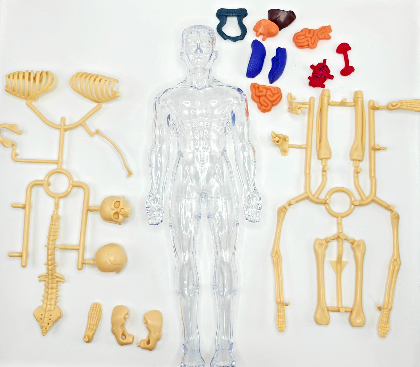 Human Anatomy Doll Model Male Figure Removable Organs Medical Education Science