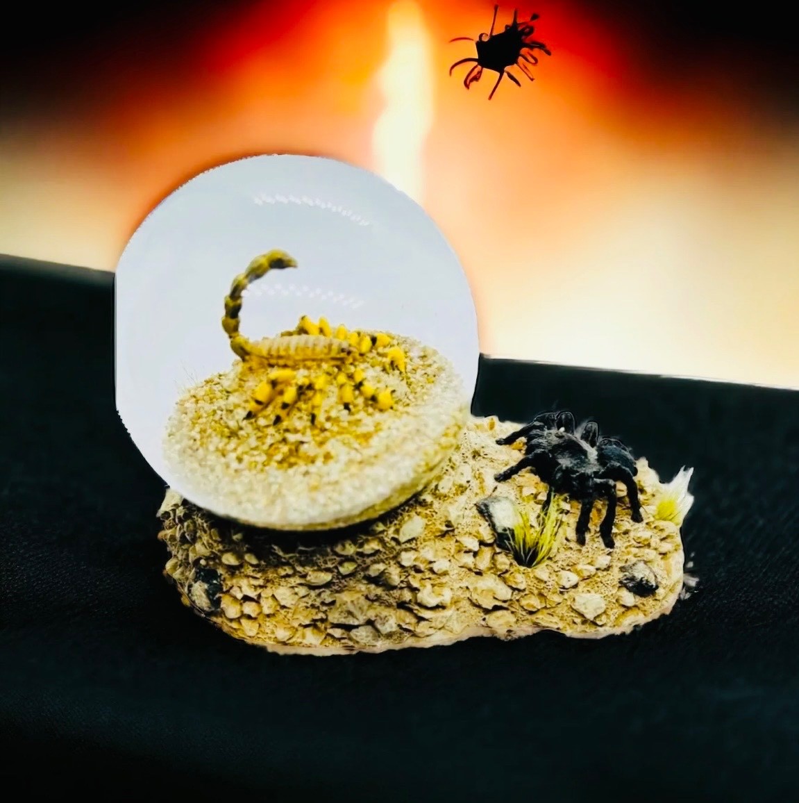 Real Scorpion Tarantula Glass Dome Desert Scene Paperweight Display