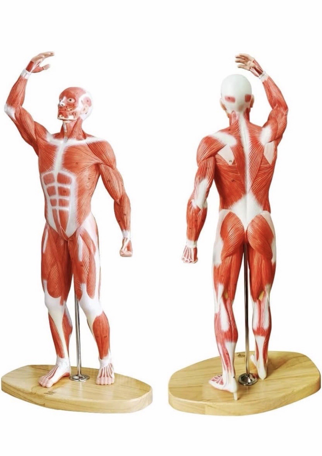 EVOTECH Human Muscle Model-20″ Miniature Muscular System Model, Human Muscula…