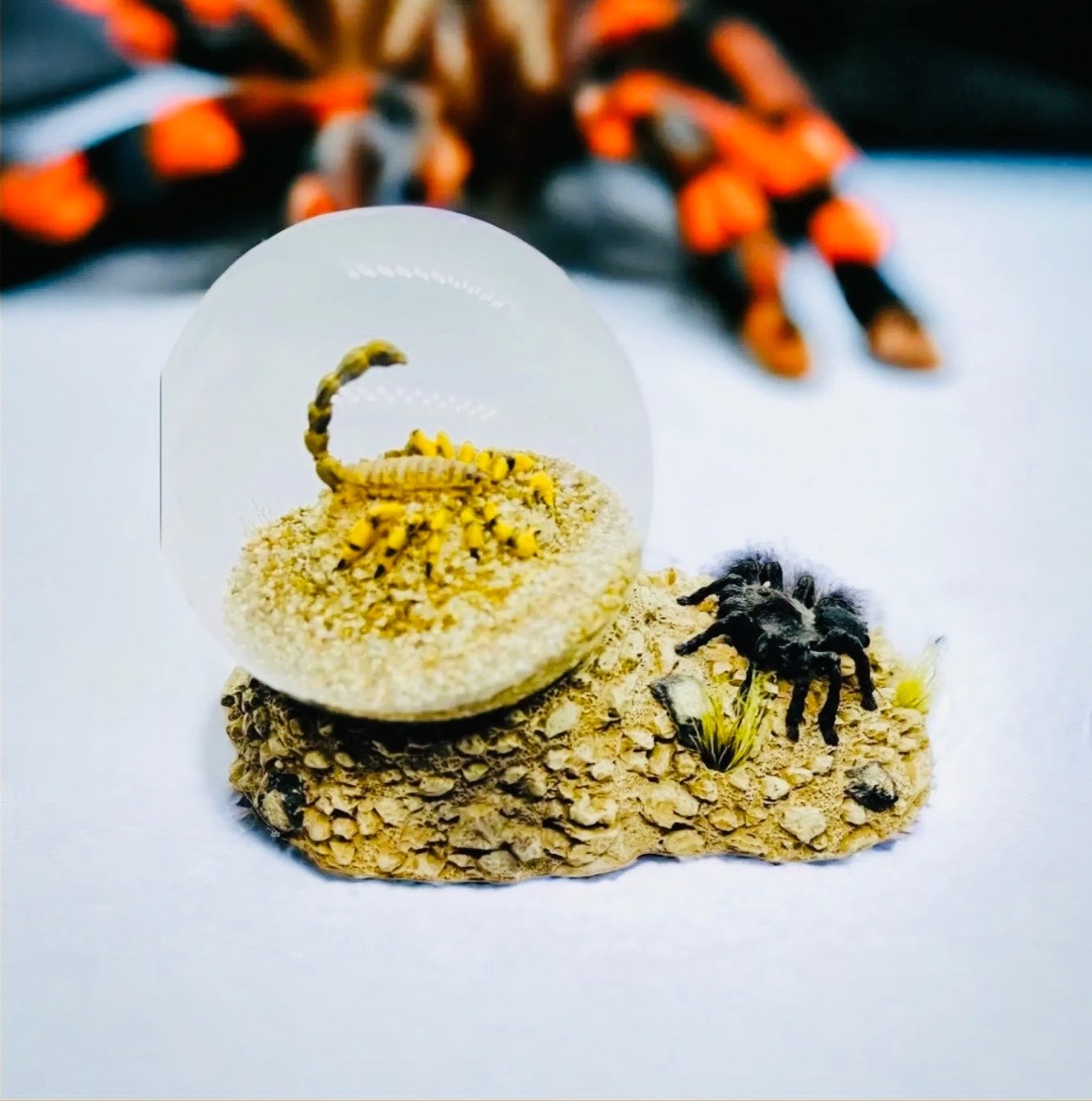 Real Scorpion Tarantula Glass Dome Desert Scene Paperweight Display