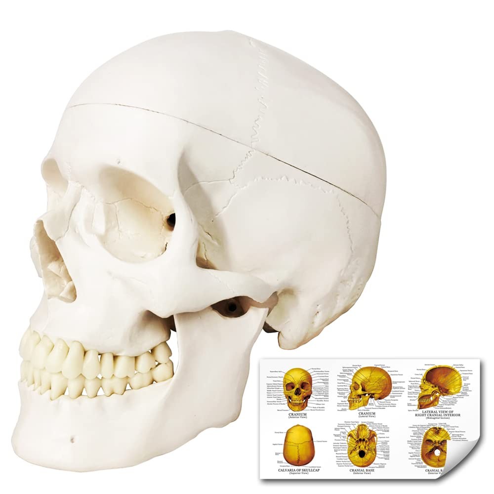 Merinden Skull Model, Human Skull Anatomy Model, Life Size 3-Part Plastic Sku…