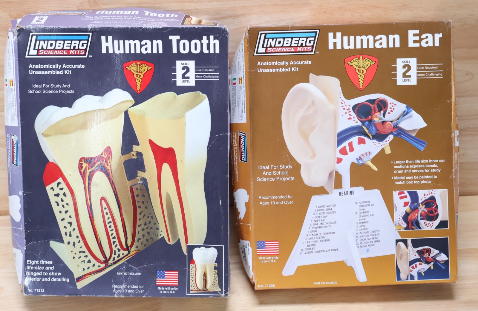 Lindberg Science HUMAN EAR 71308 and HUMAN TOOTH 71312 Model Kits