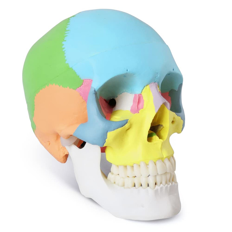 Merinden Painted Human Skull Model Life Size Replica Medical Anatomy Adult